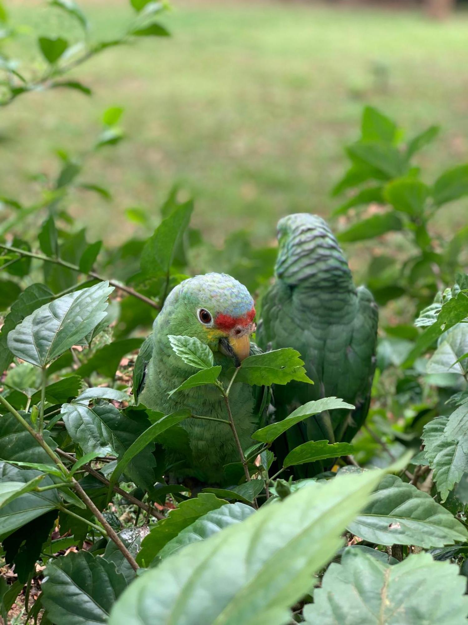 Guacimo Lodge *